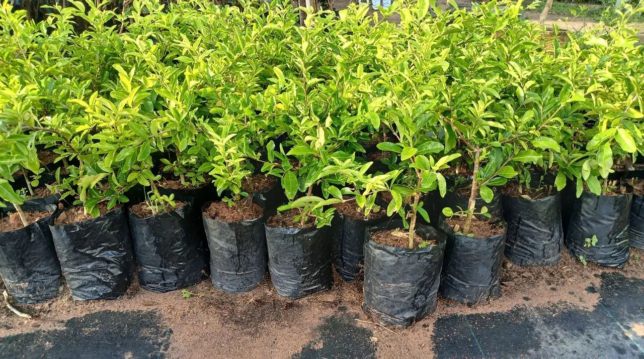 Mudas de frutíferas  - Foto 3