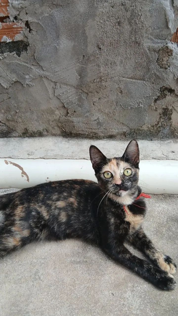 Doação de Gatos filhotes - Foto 2
