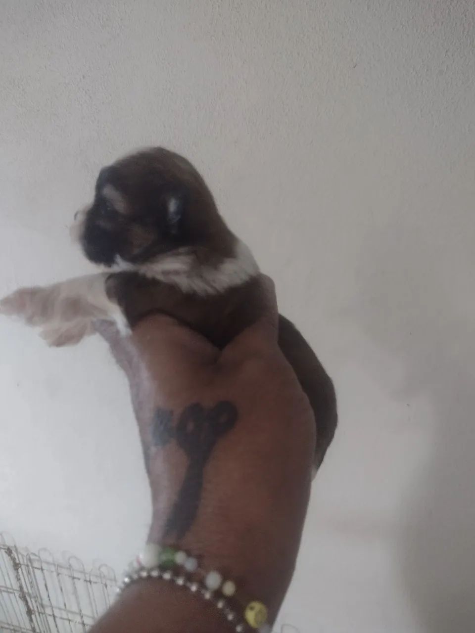Macho Shih tzu 