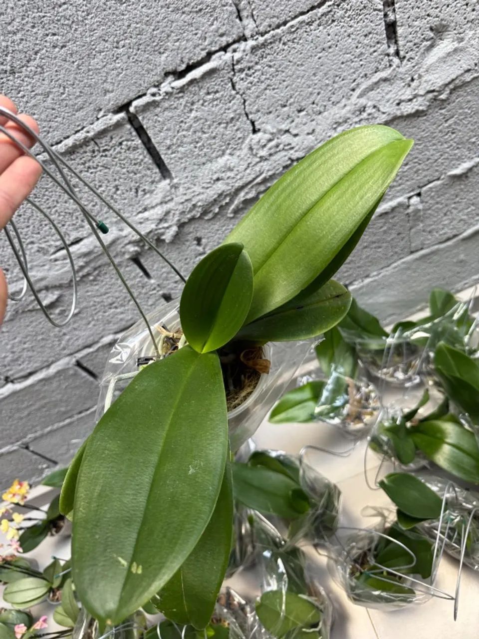 Orquídeas phaleonopsis  - Foto 5