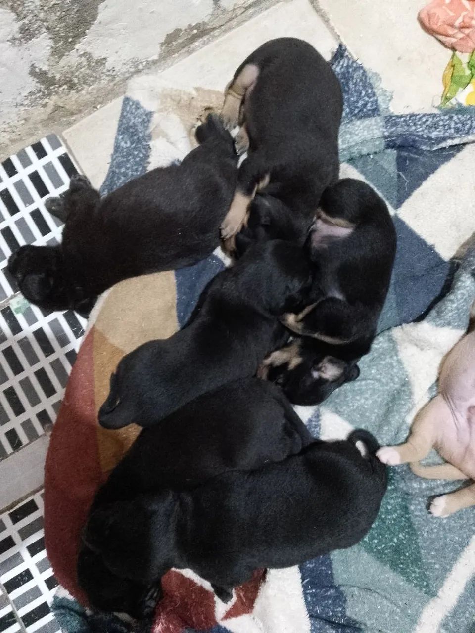 Adoção responsável  - Foto 3