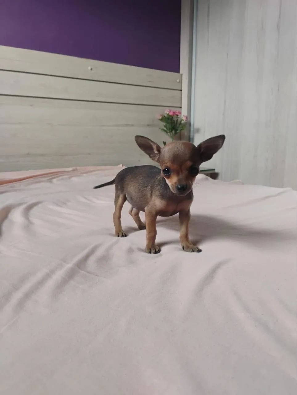 Filhote de pinscher  - Foto 2