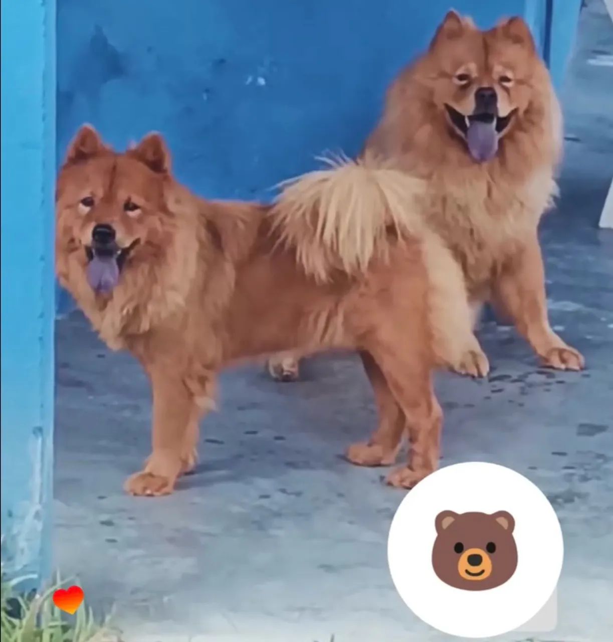 Filhotes de Chow Chow disponíveis 2200 - Foto 4