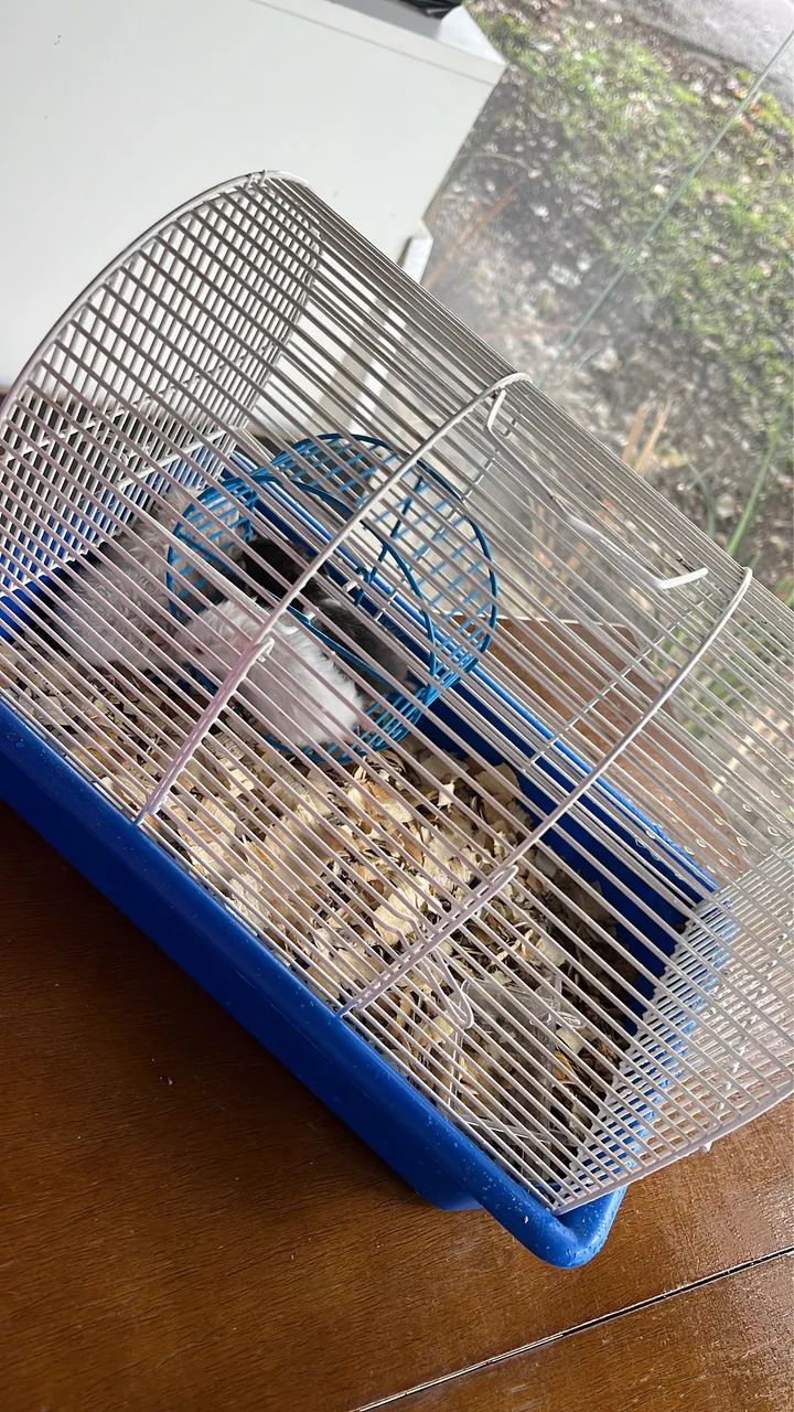 Hamster sírio filhote 