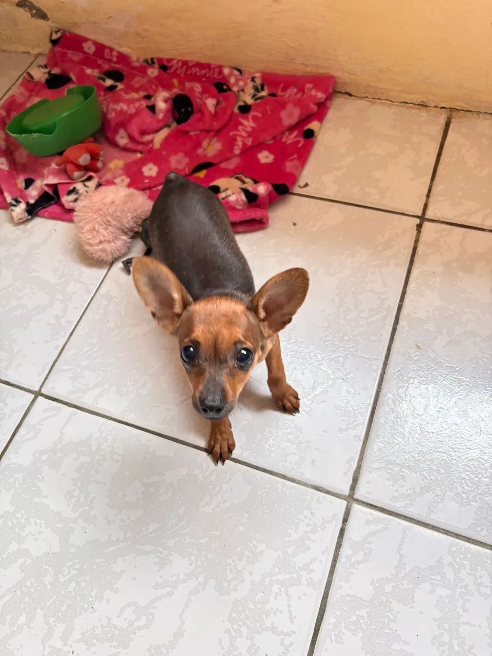 Pinscher 0 - Foto 2