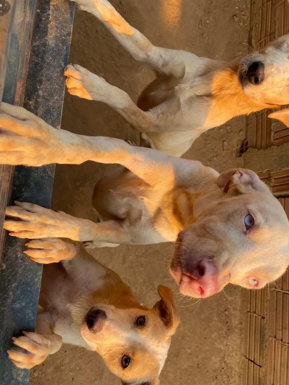 Doação de pets responsável  - Foto 2