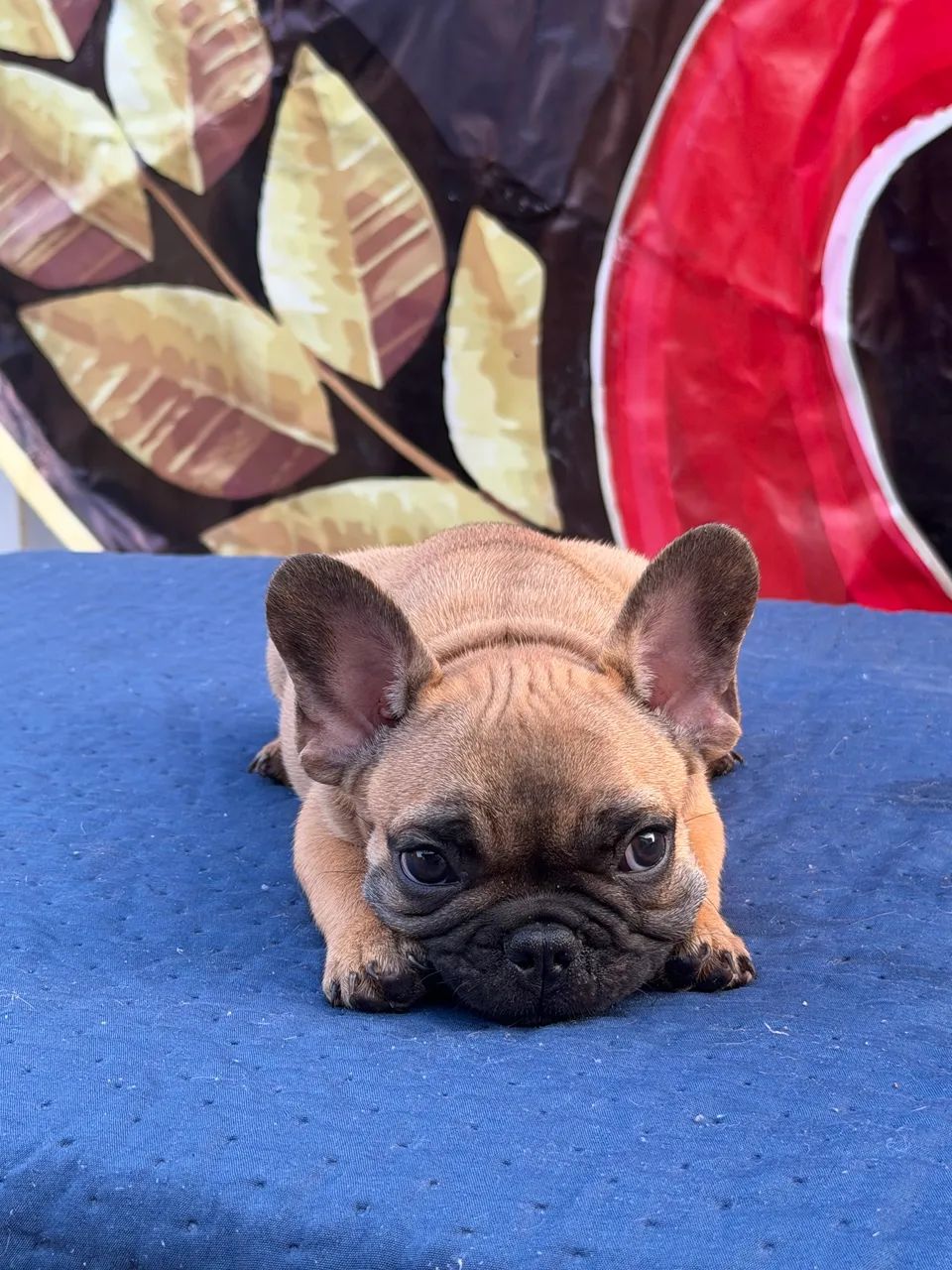 Buldogue francês Micro - Foto 3