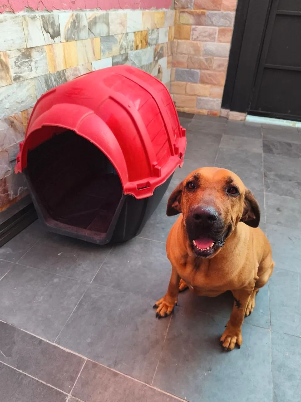 Casinha pra cachorro  - Foto 3