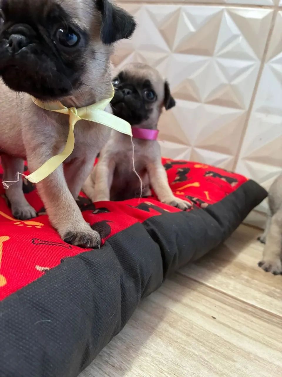 Pug filhote  - Foto 2
