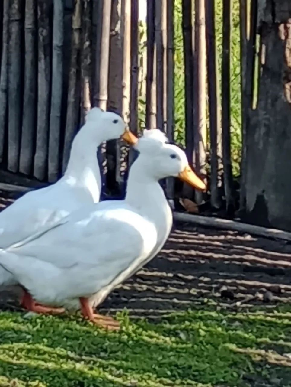 SÓ CHAMAR SE REALMENTE TIVER INTERESSE - Foto 3