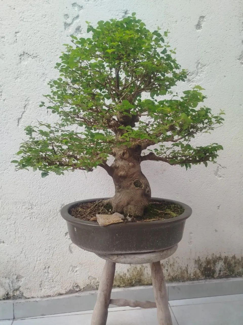 BONSAI LIGUSTRO 27 ANOS
