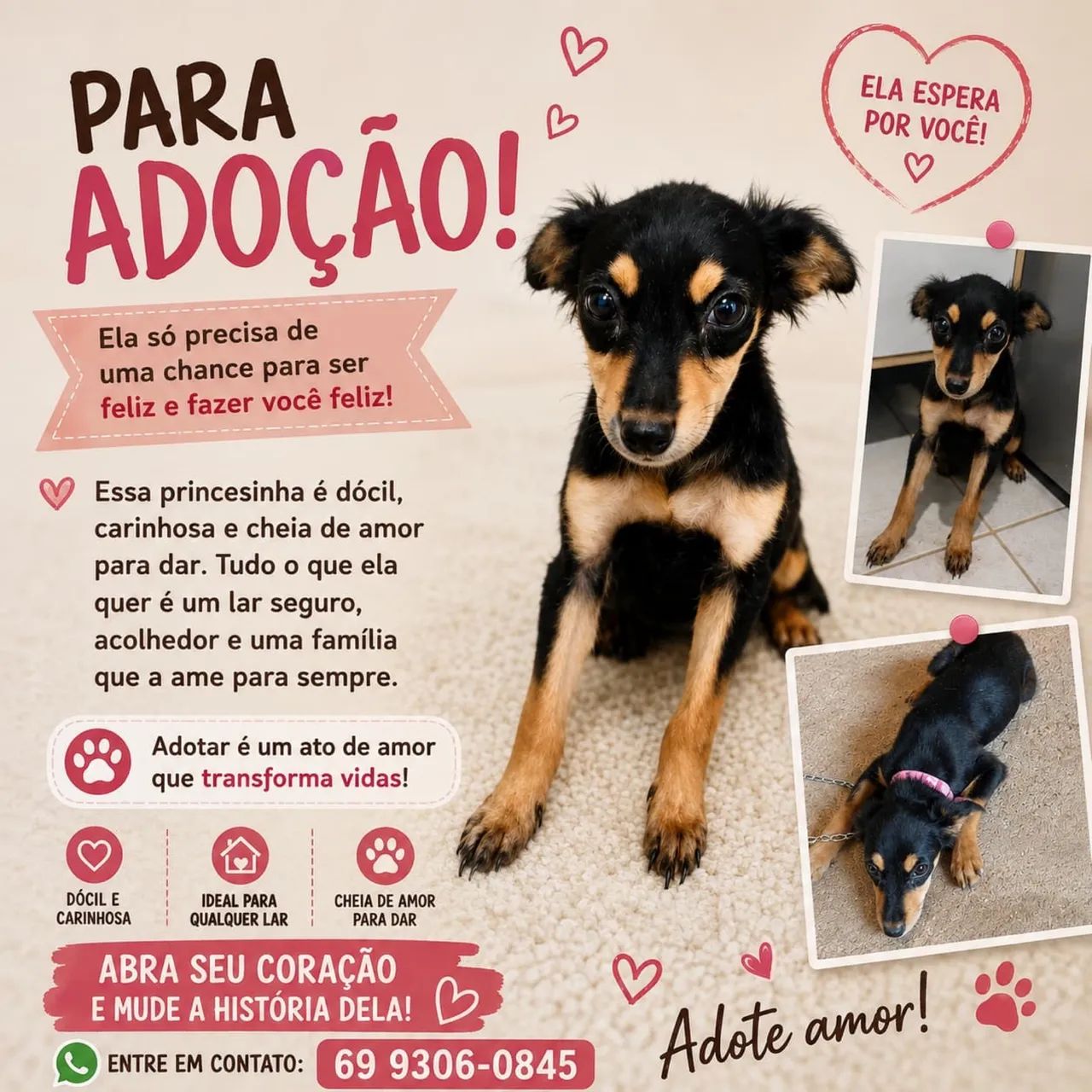 Cachorro