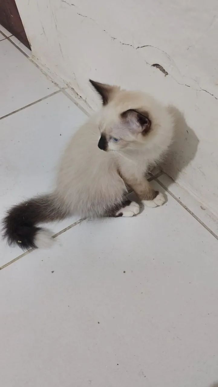 Gato filho de Persa