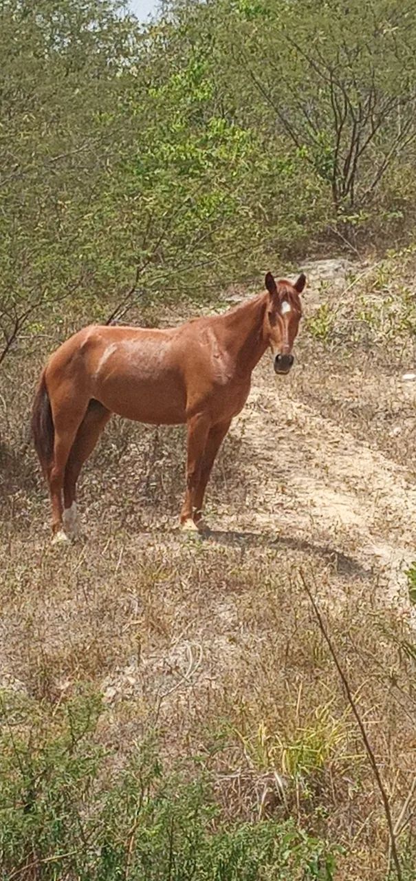 Vendo potra mansa de sela com arreios