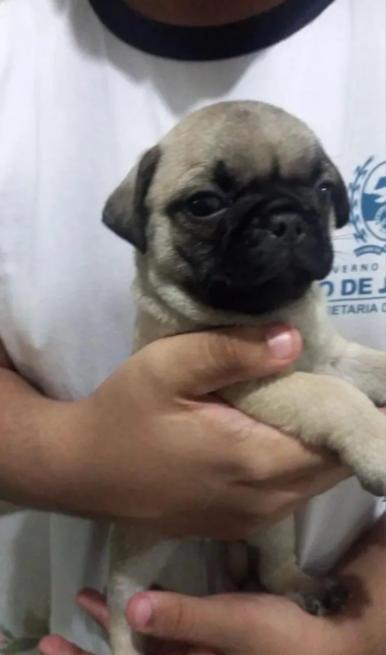 Pug abricot  - Foto 4