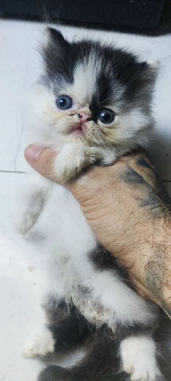Gatos Persas