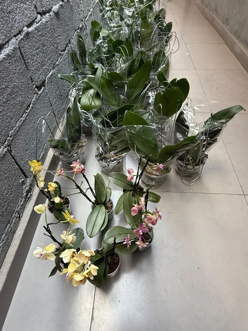 Orquídeas phaleonopsis  - Foto 2