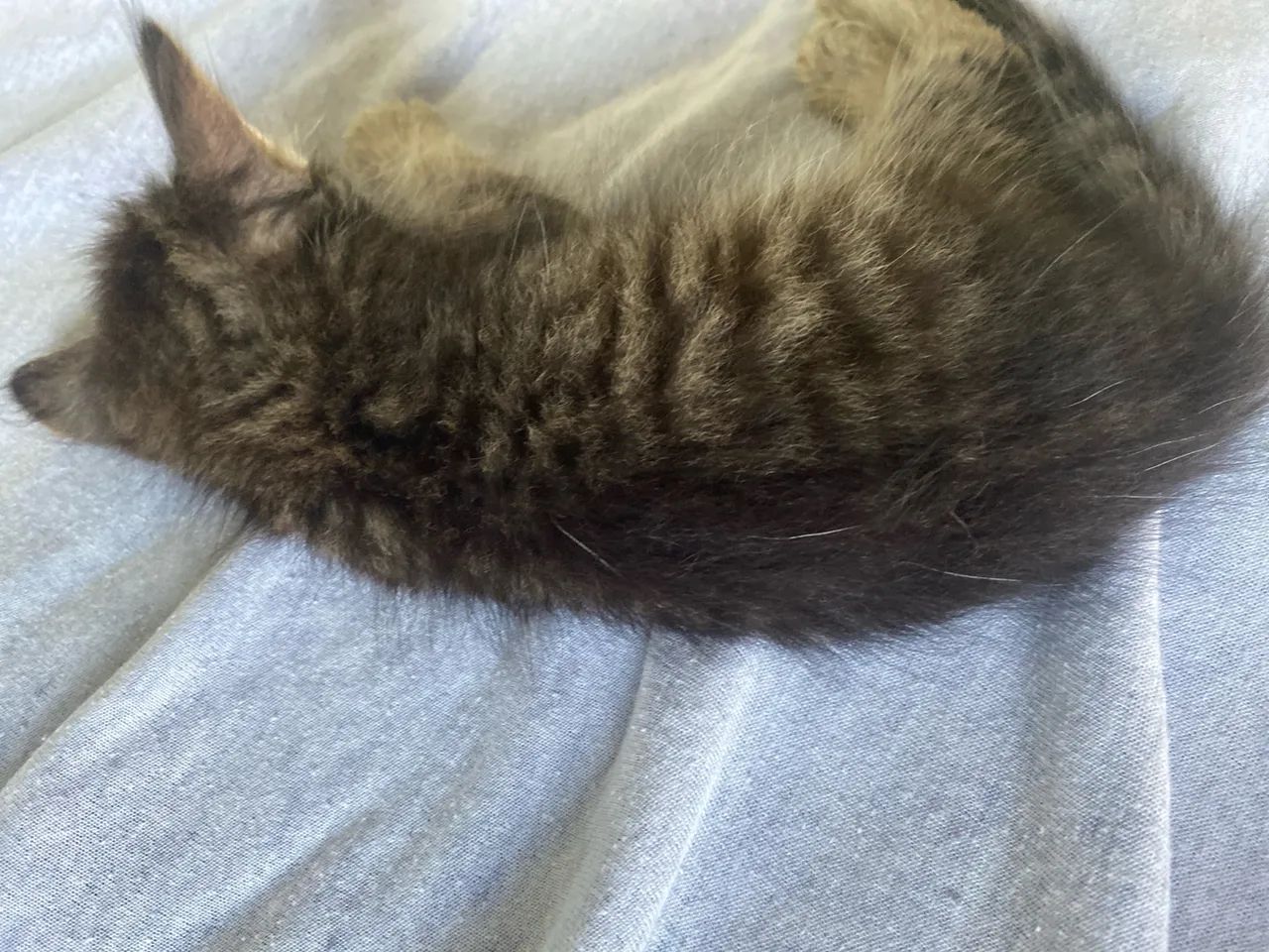 filhote mestiço peludo 