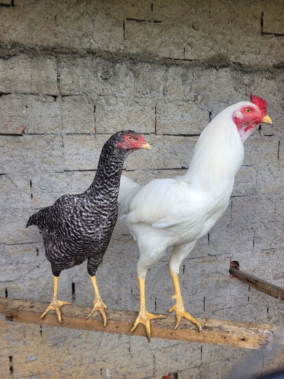 Galos e galinha novos  - Foto 3
