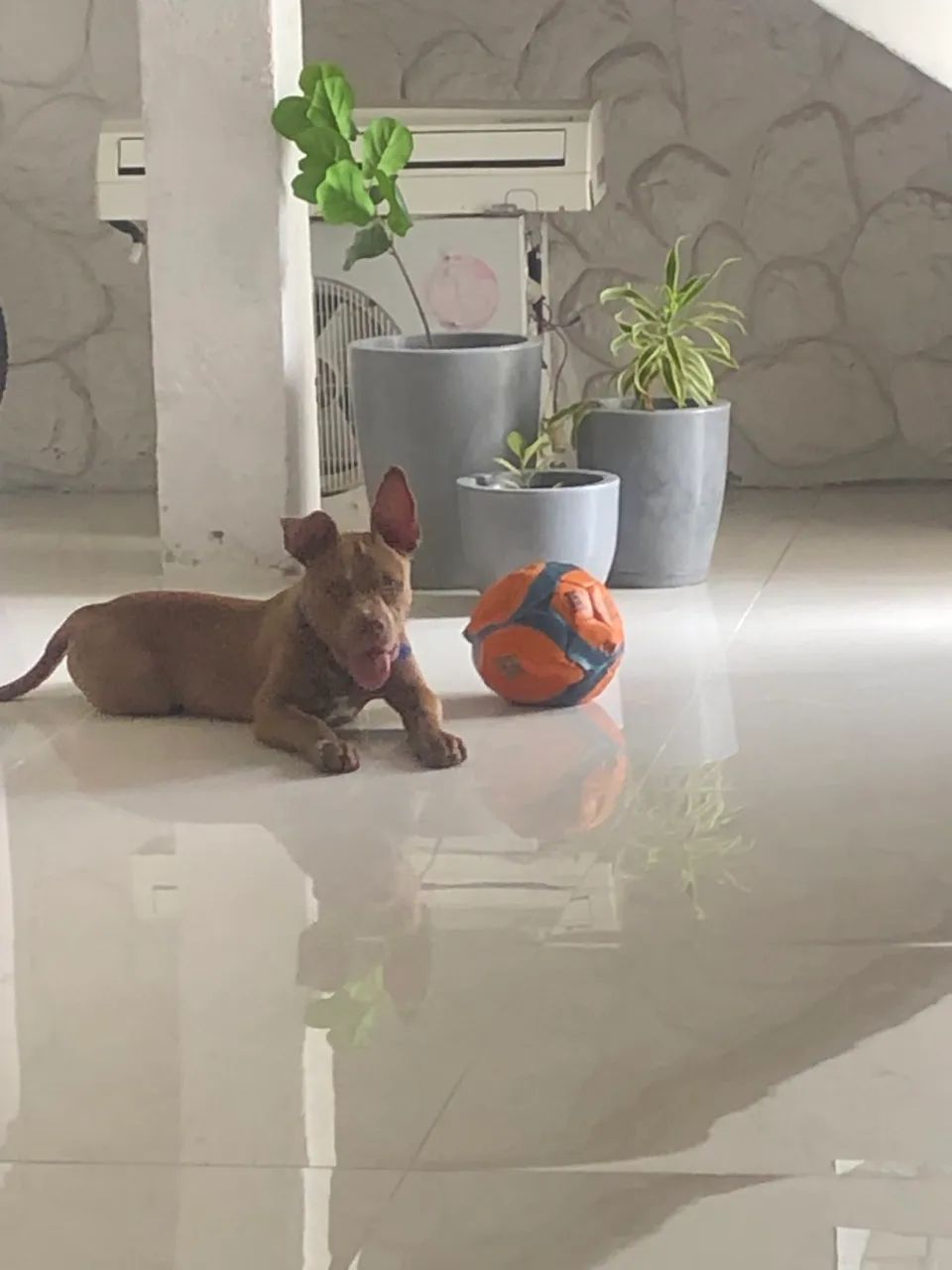 Pitbull mosnter - Foto 2
