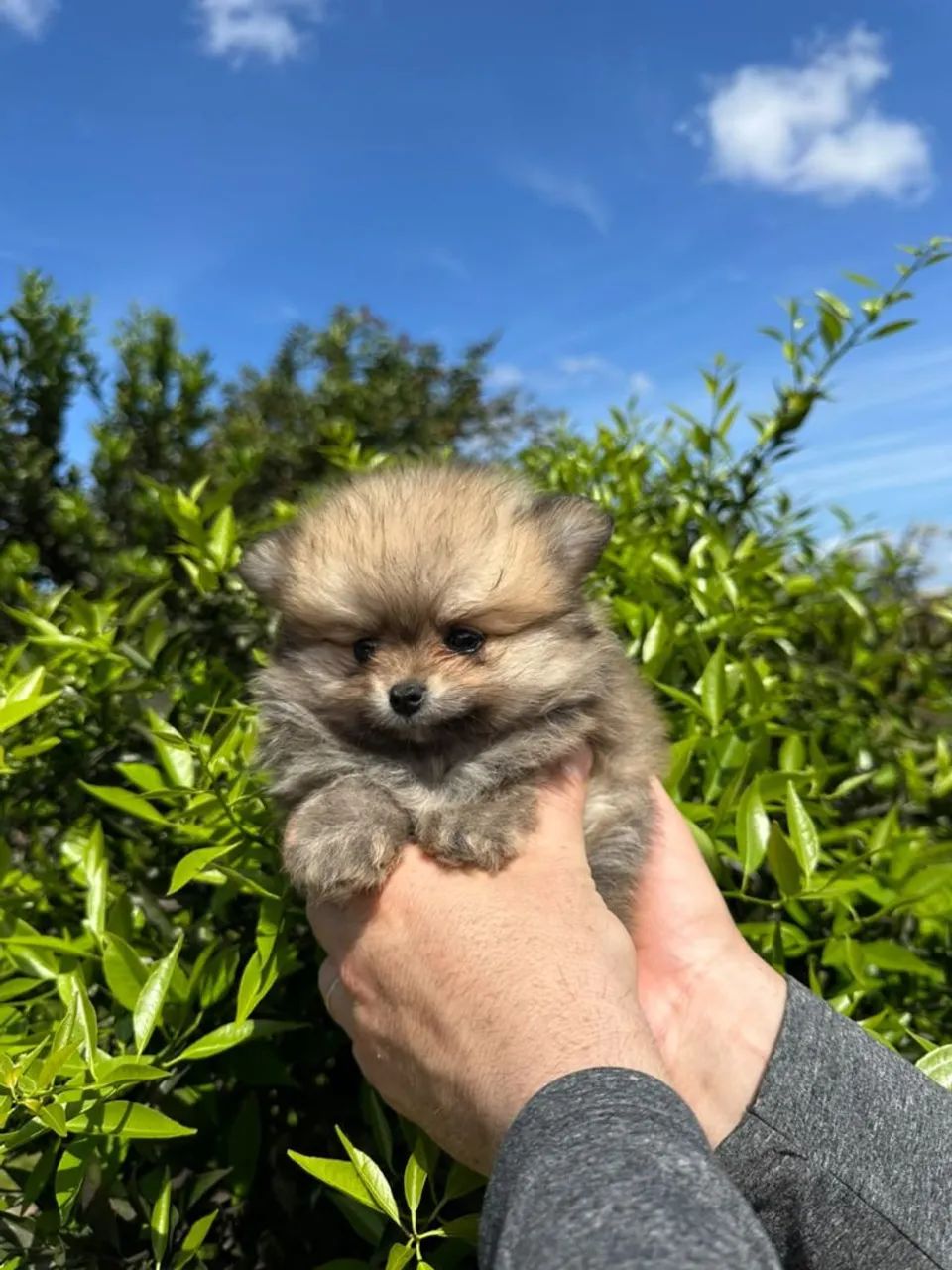 Lula da pomerania  - Foto 4