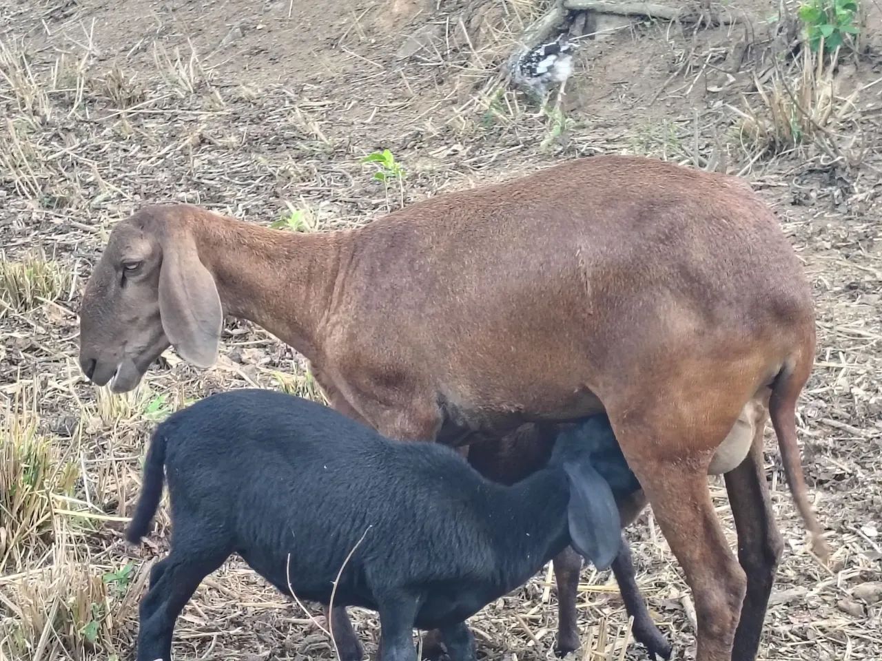 Carneira Santa Inês e filha 