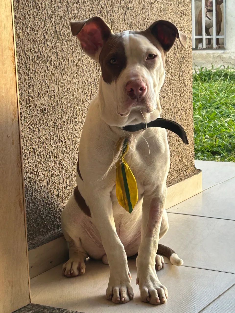 Pitbull macho - Foto 2