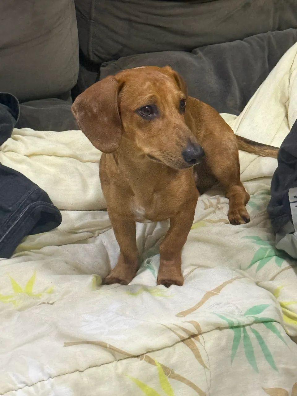 Cachorro salsicha mofado  - Foto 3