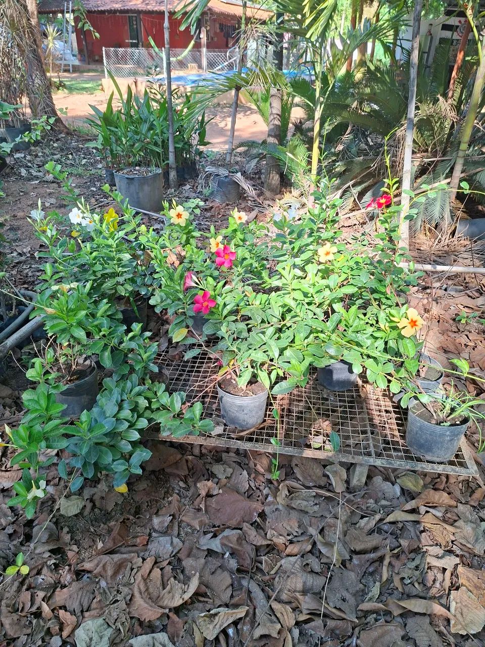 Mandevilla 