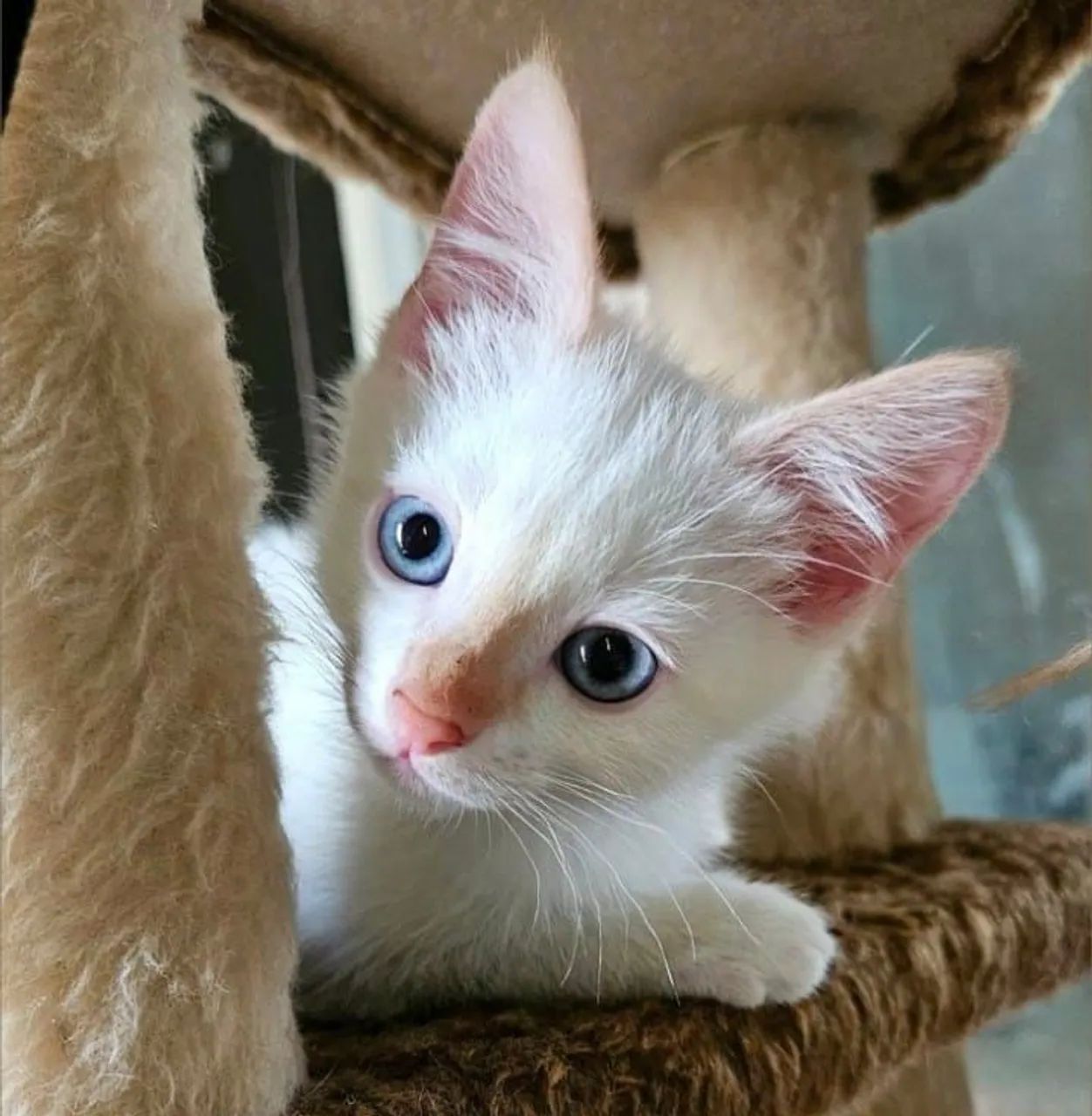 linda filhote gata mistura angora - Foto 2