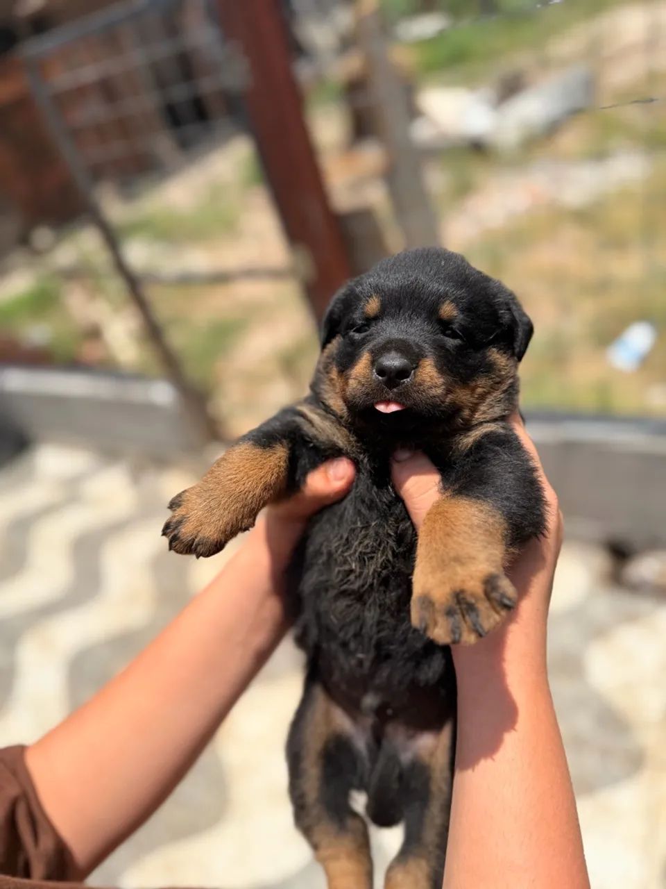 Filhotes de Rottweilers  - Foto 3
