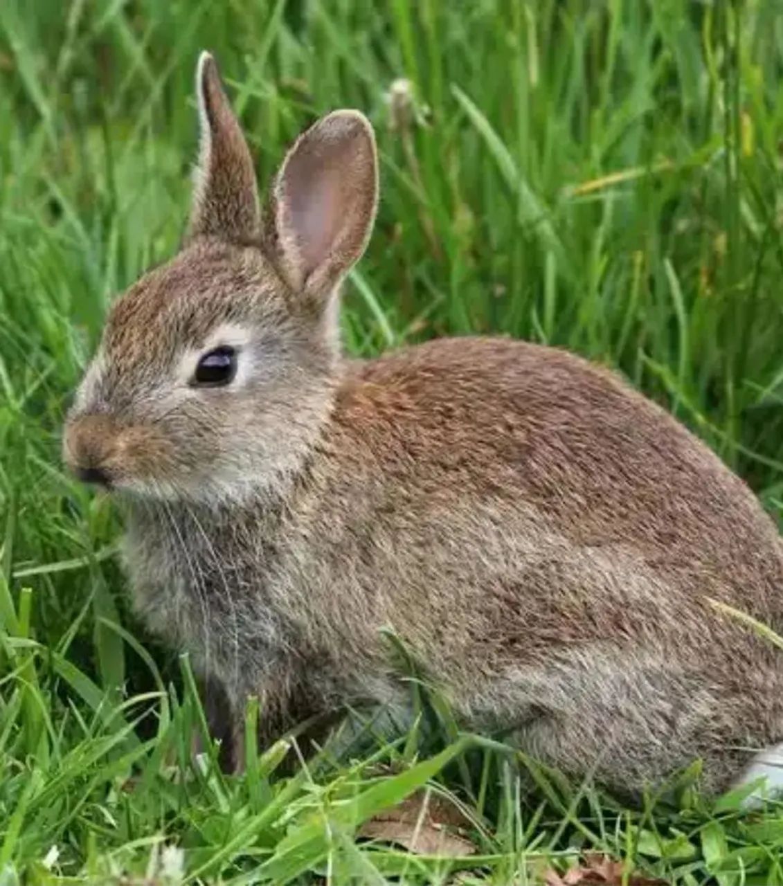 Filhote de Coelho  - Foto 3