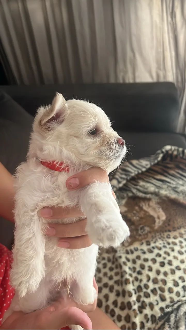 Vendo poodle inglês legítimo branco  - Foto 5