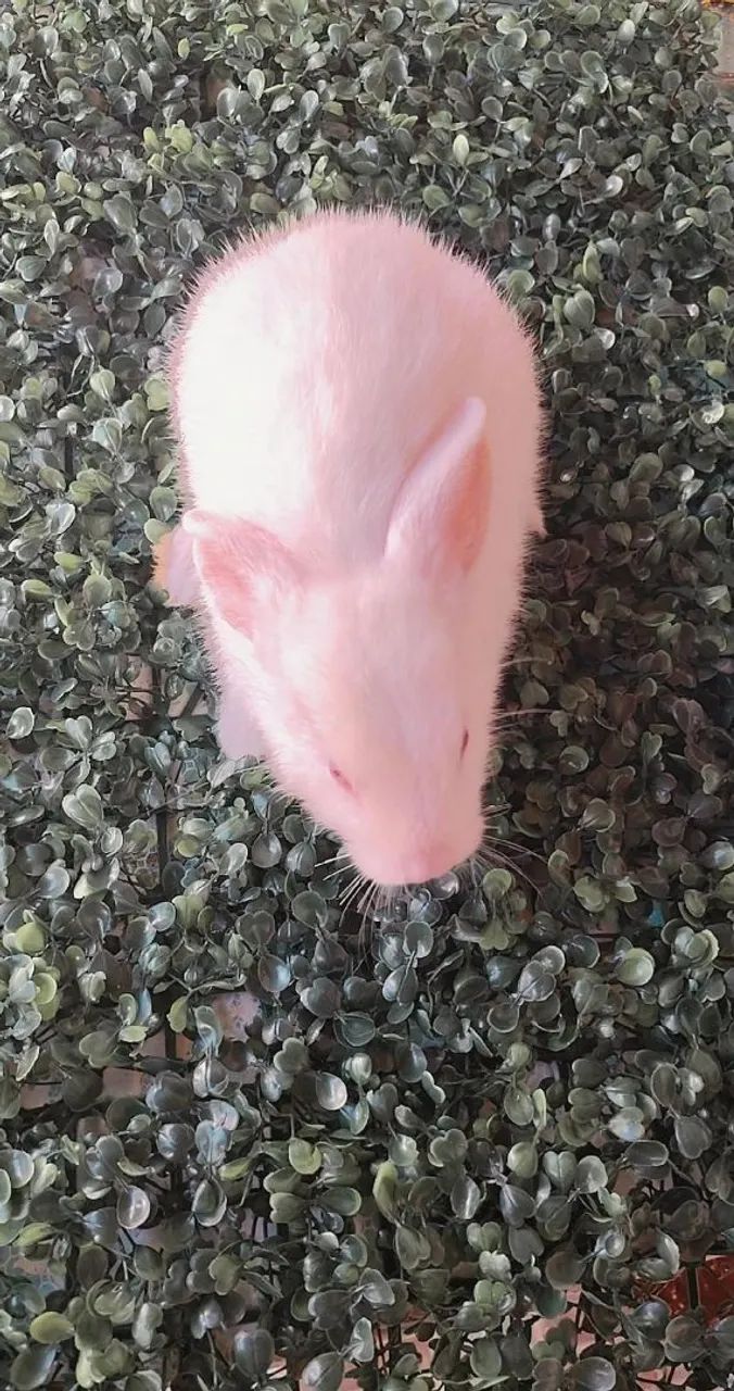 Coelhinhas de raça! - Foto 4