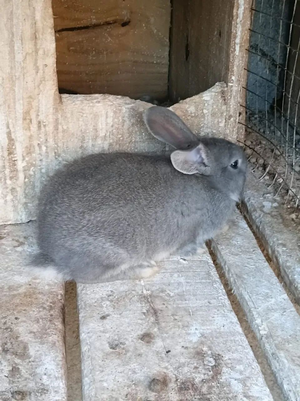 Coelho