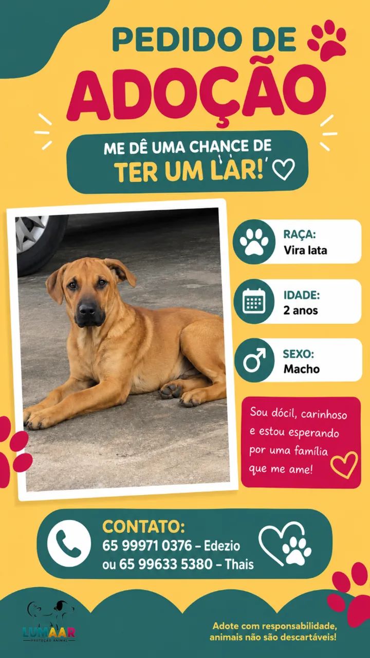 Doação de cães  - Foto 3