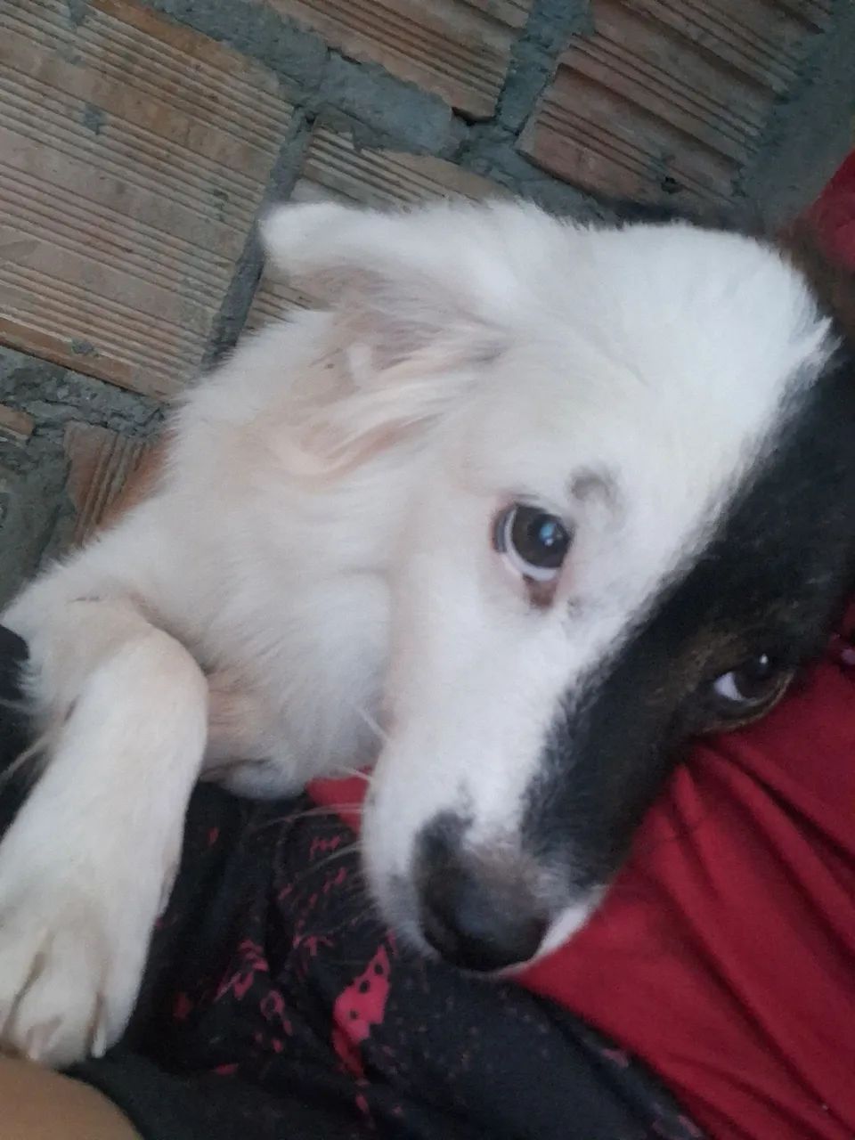 doando  - Foto 2