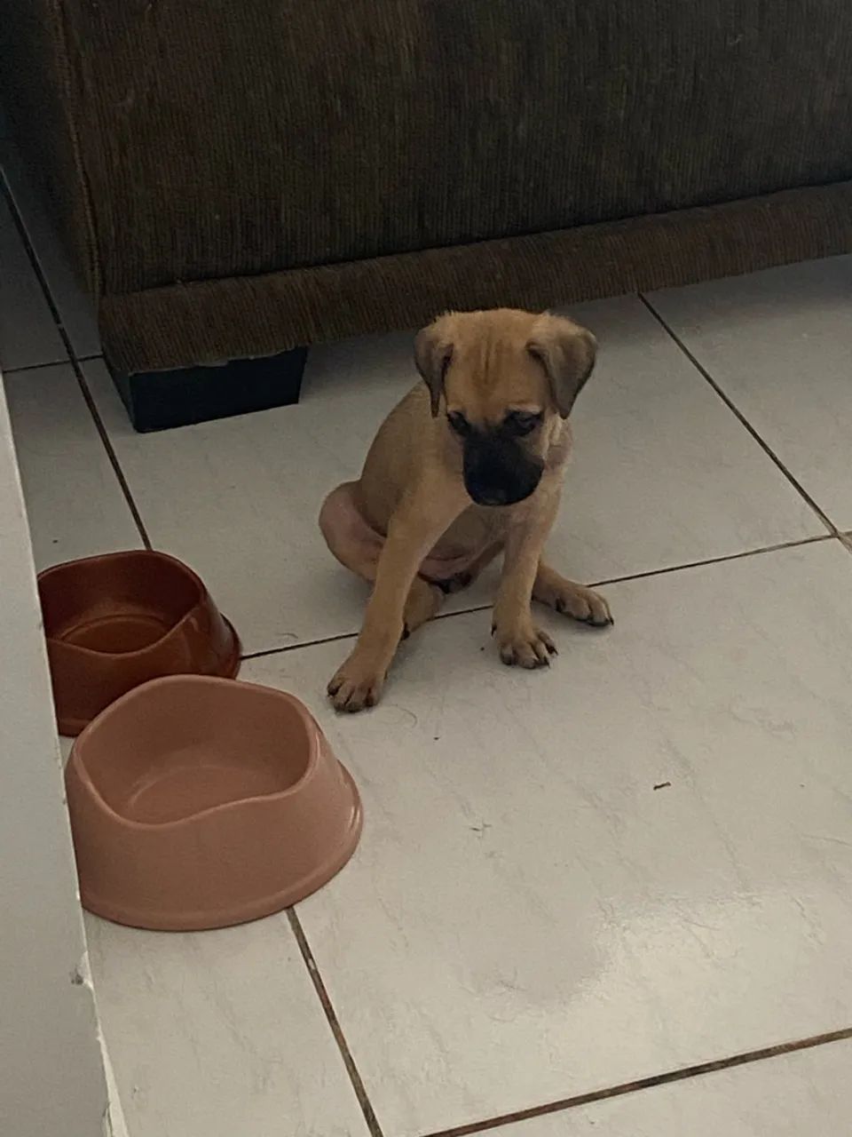 Cachorra - Foto 3