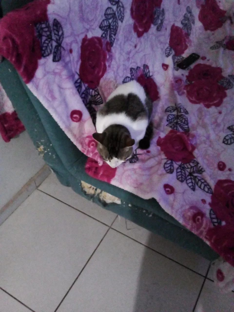 Gato - Foto 2