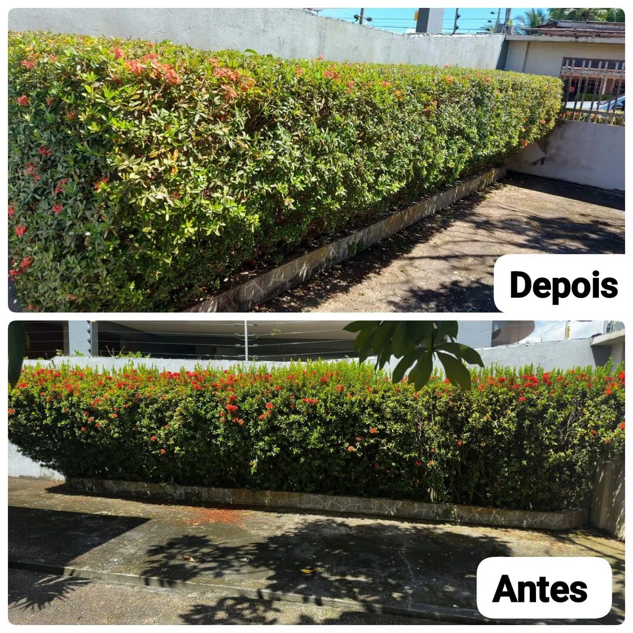 Jardineiro paisagista  - Foto 2
