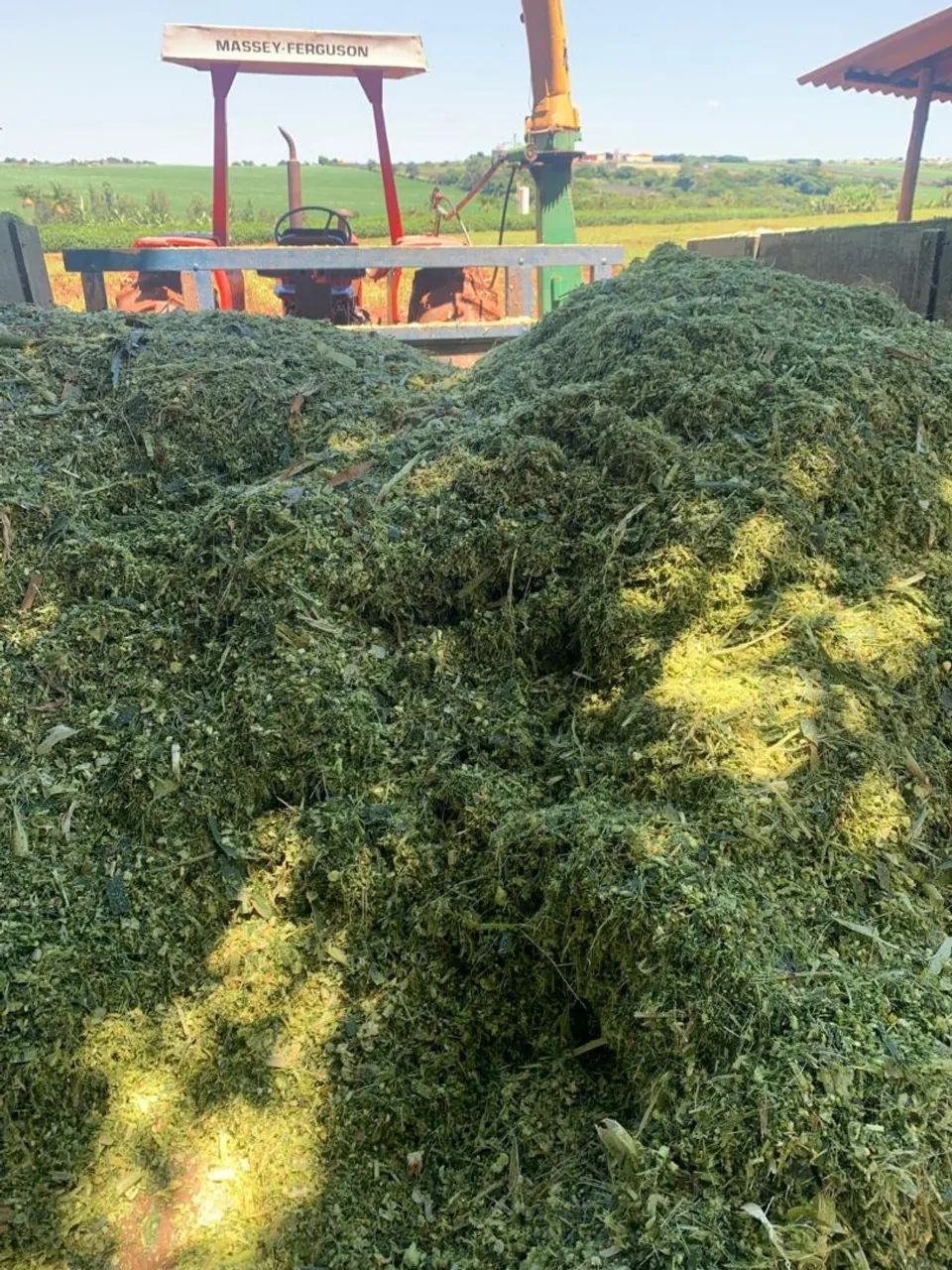 Silagem de milho  - Foto 2