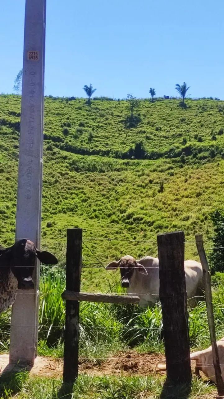 Fazenda no Pará Titulada  - Foto 5