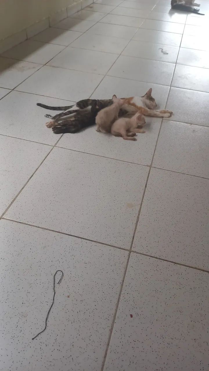 Doação - Foto 4