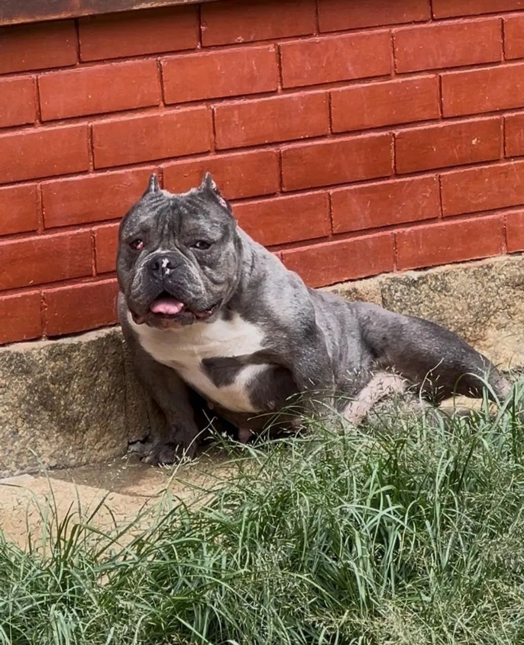 Bully