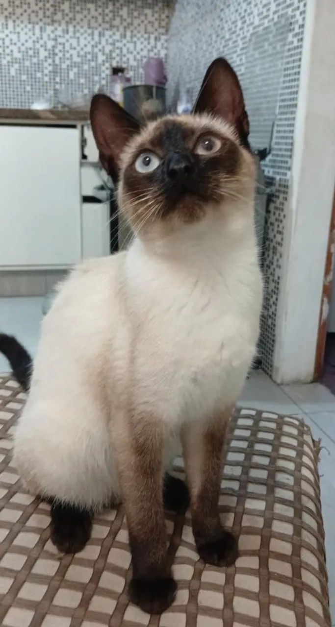 Felinos  - Foto 3