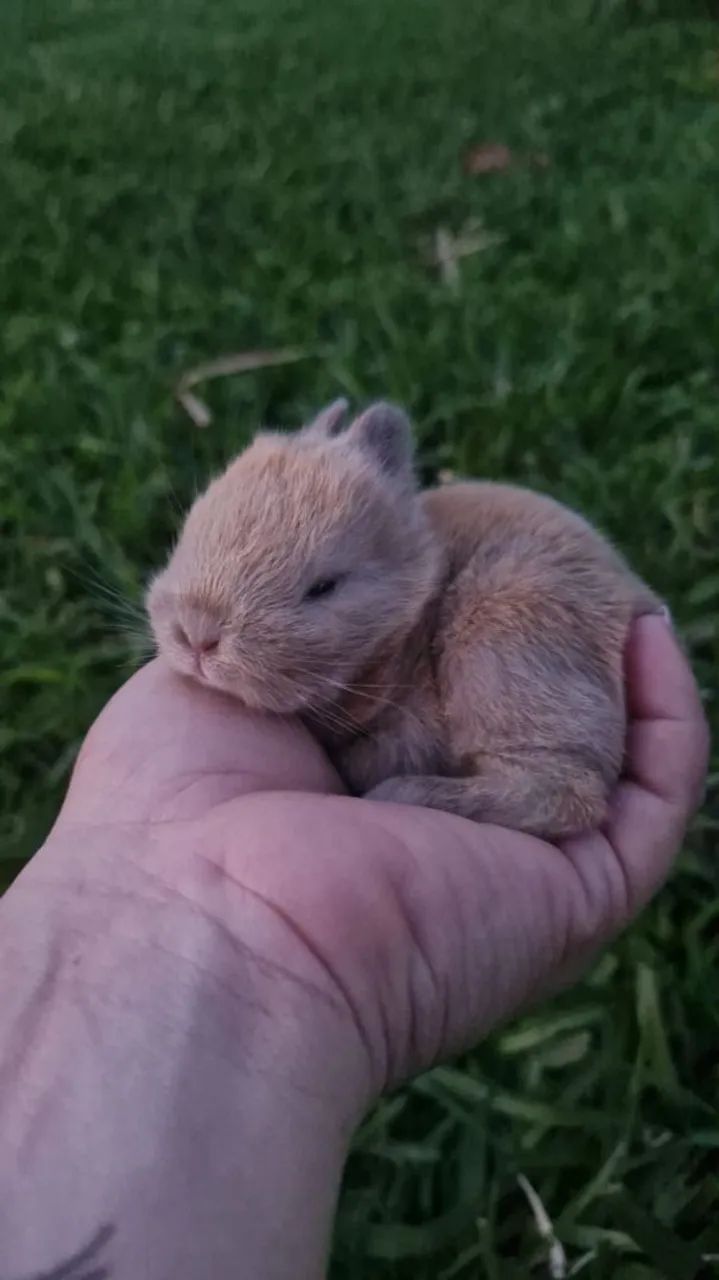 Mini coelhos ( NETHERLANDS)