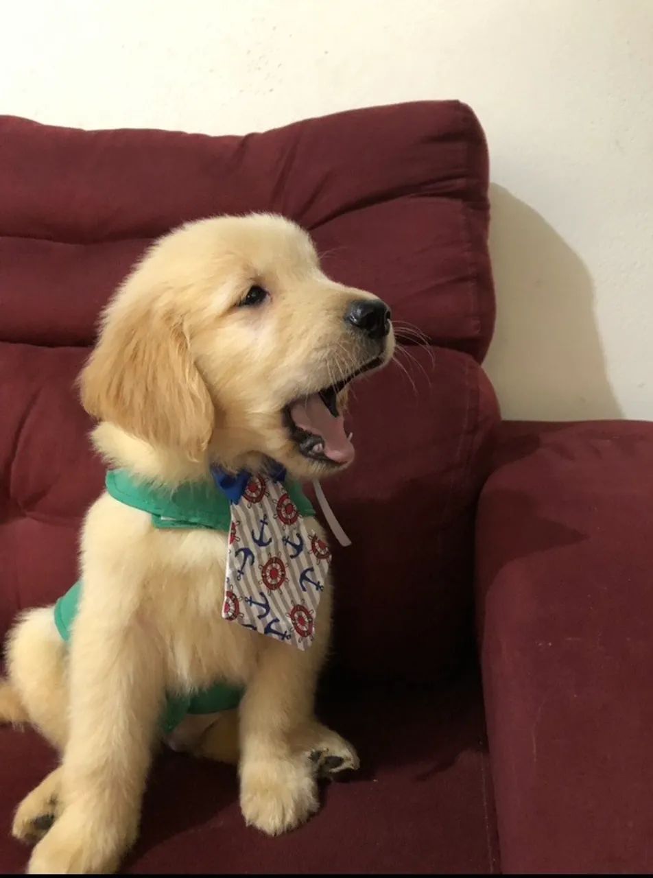 Golden retriever - Foto 2