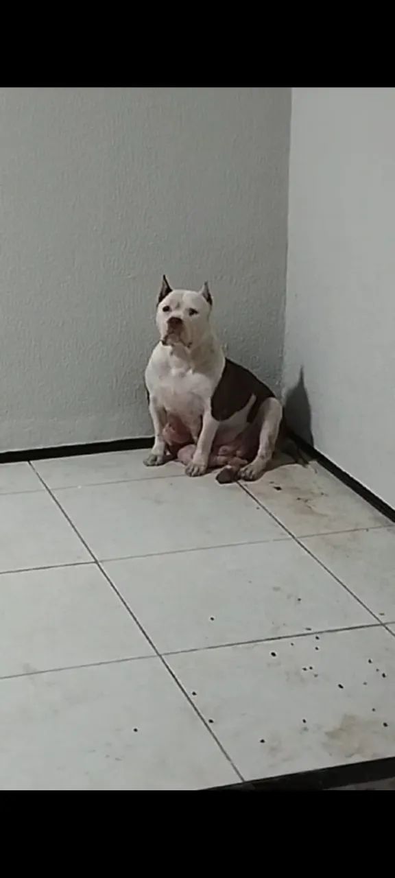 Cachorra fêmea Pitbull 