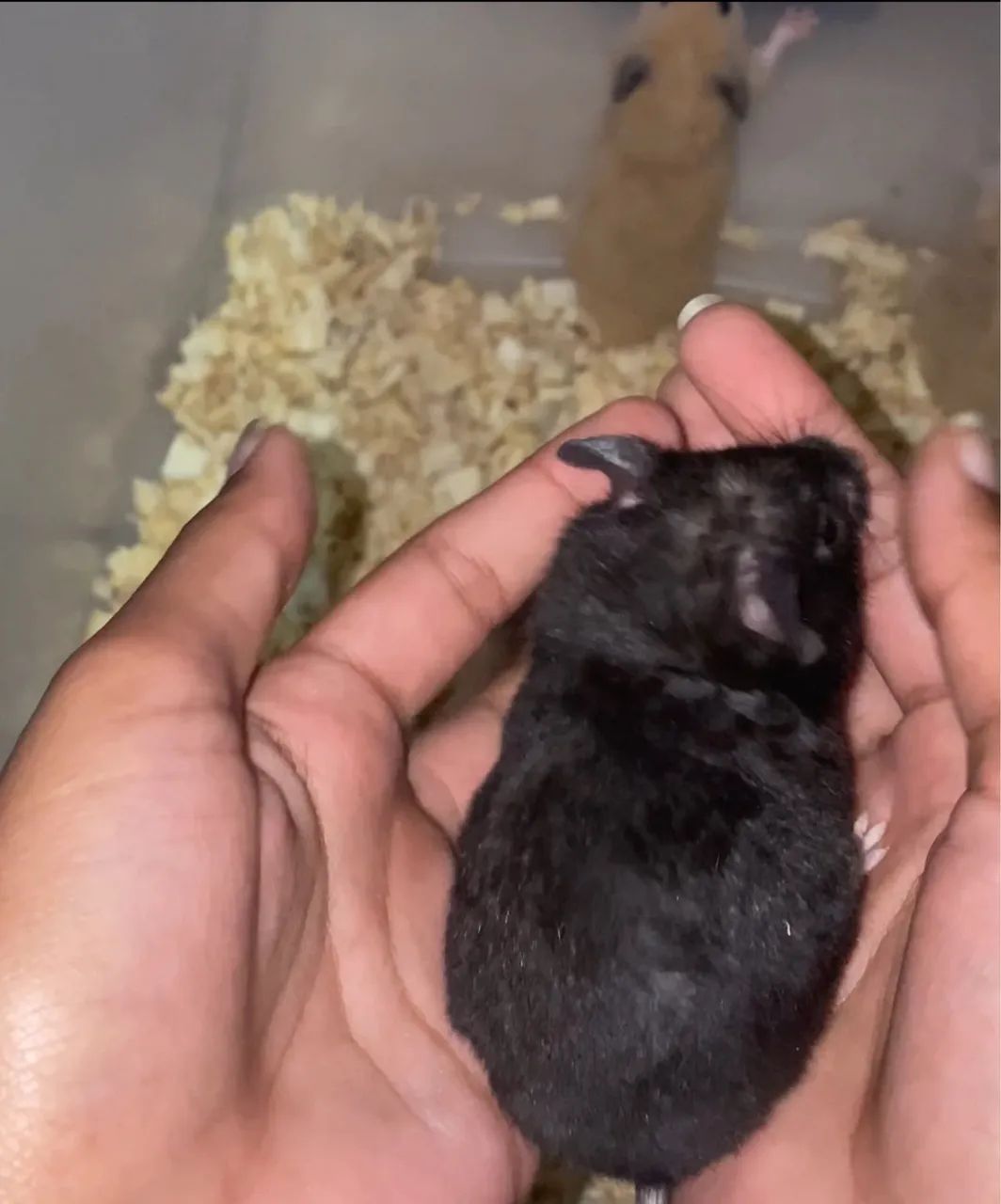 Hamster sírio doação  - Foto 5