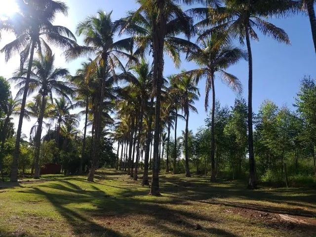Sitio a venda sp Regiao Ribeirao Preto Sales de Oliveira montado 4.3 ha   - Foto 2